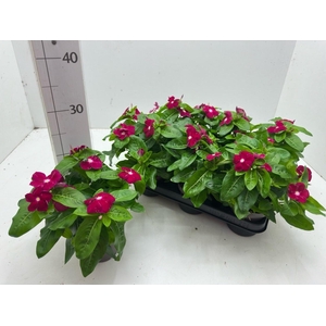 CATH CO C CHERRY