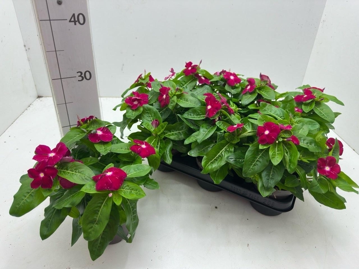 <h4>CATH CO C CHERRY</h4>