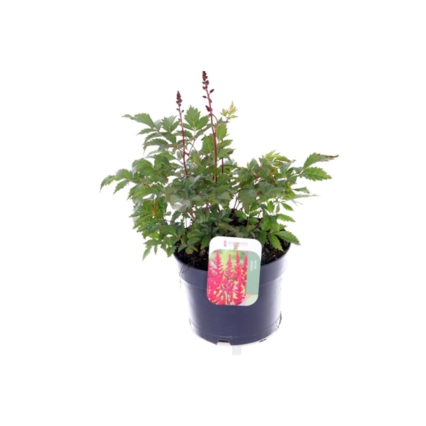<h4>Astilbe japonica Montgomery</h4>