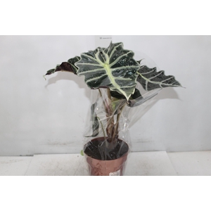 ALOCASIA POLLY P17