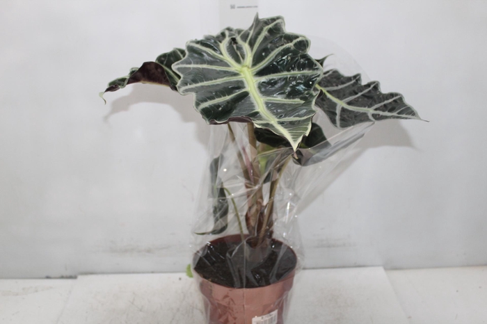 <h4>ALOCASIA POLLY P17</h4>