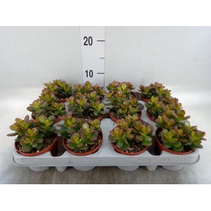 Crassula ovata 'Minor'