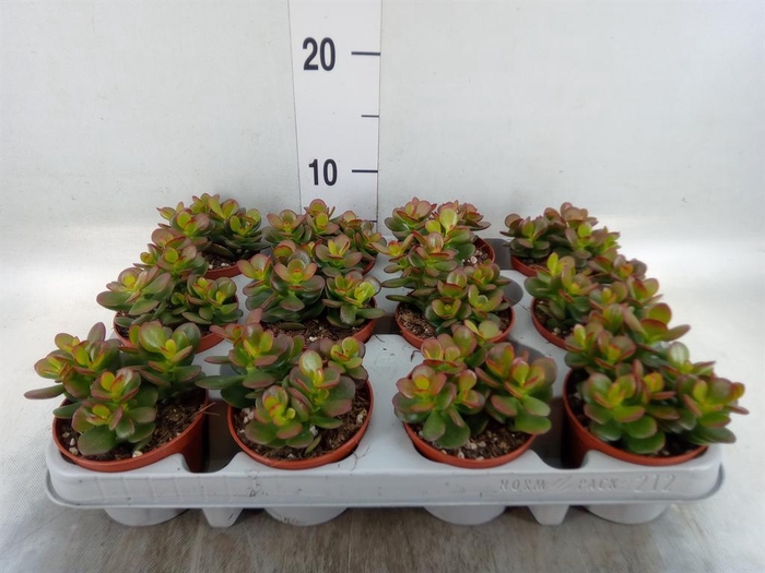 <h4>Crassula ovata 'Minor'</h4>