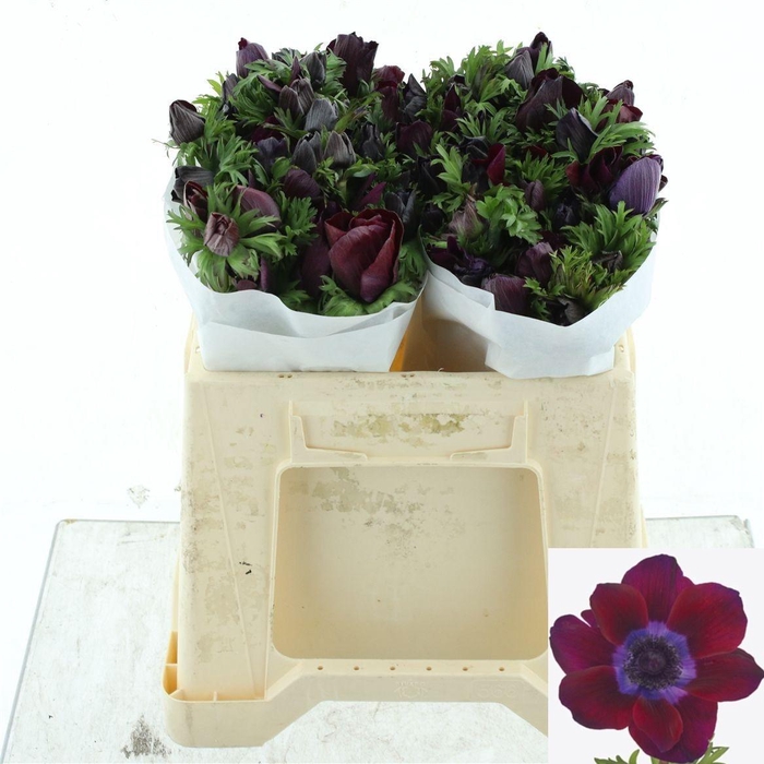 <h4>Anem Co Mis Bordeaux</h4>