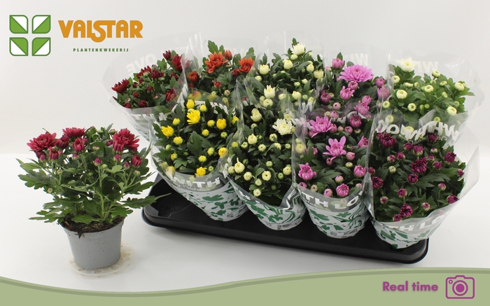 <h4>CHRYS GEM 7 KL</h4>