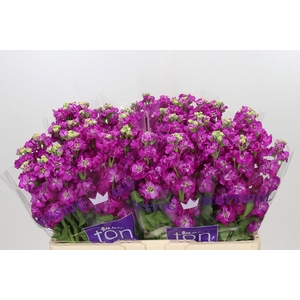 Matthiola incana StoX Deep Rose