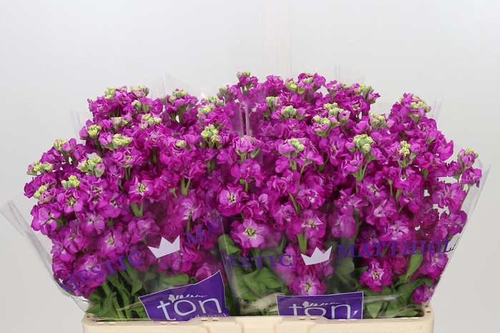 <h4>Matthiola incana StoX Deep Rose</h4>