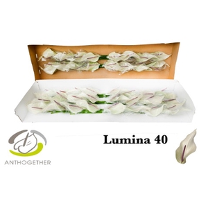 ANTH LUMINA 40 smart pack