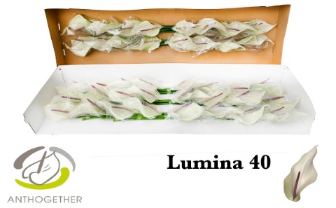 ANTH LUMINA 40 smart pack