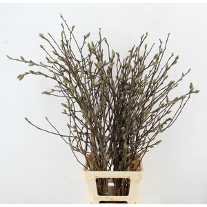 MAGNOLIA GEORGE HENRY KERN 100CM