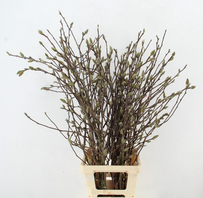 MAGNOLIA GEORGE HENRY KERN 100CM