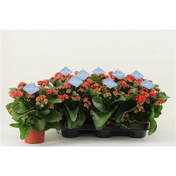 <h4>Kalanchoe Garden, Red</h4>