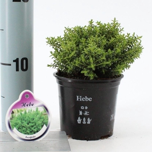 Hebe overig groen