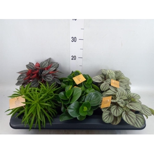 Peperomia   ...mix
