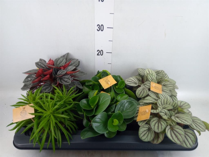 <h4>Peperomia   ...mix</h4>