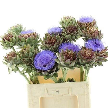 <h4>CYNARA SC GREEN GLOB</h4>