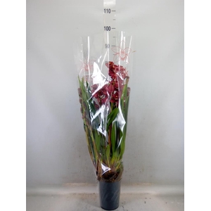 Cymbidium   ...mix