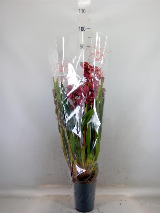 <h4>Cymbidium   ...mix</h4>