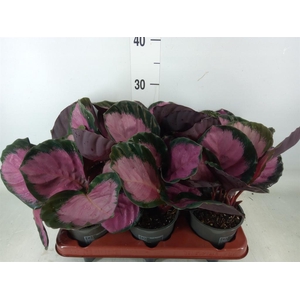 Calathea roseopicta 'Crimson'