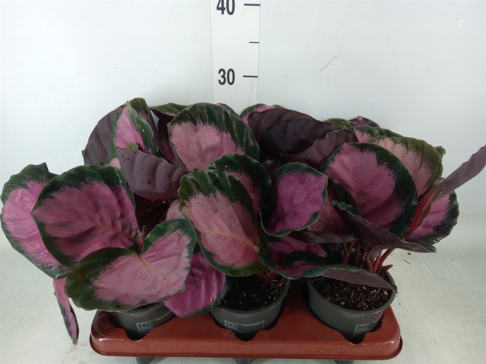 <h4>Calathea roseopicta 'Crimson'</h4>