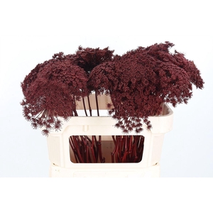 Ammi Zaad Kl Bh Bordeaux