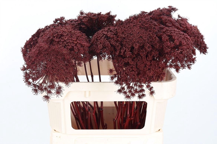 <h4>Ammi Zaad Kl Bh Bordeaux</h4>