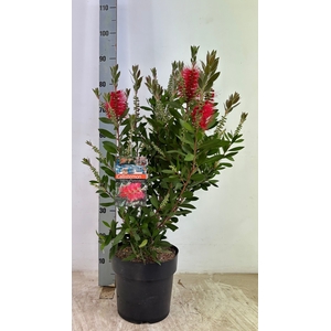 CALLIS CI SPLENDENS