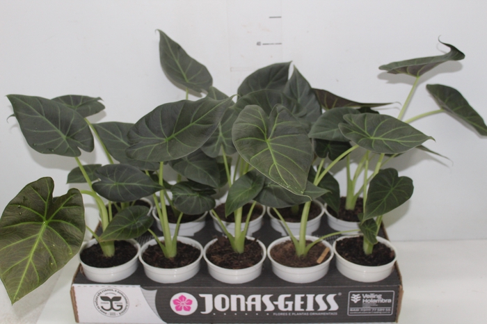 <h4>ALOCASIA REGAL SHIELDS P12</h4>