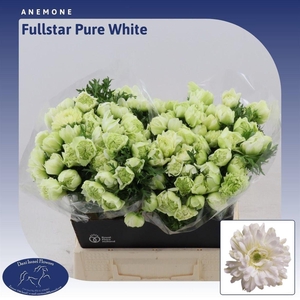Anemone Fullstar Pure White