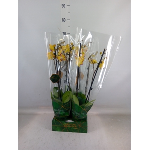 Phalaenopsis   ...