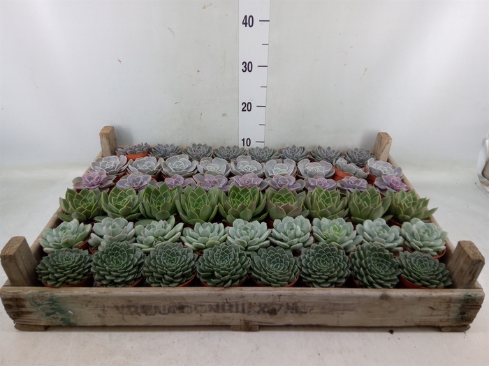 <h4>Echeveria   ...</h4>