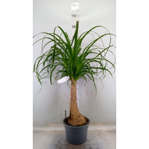 Beaucarnea recurvata