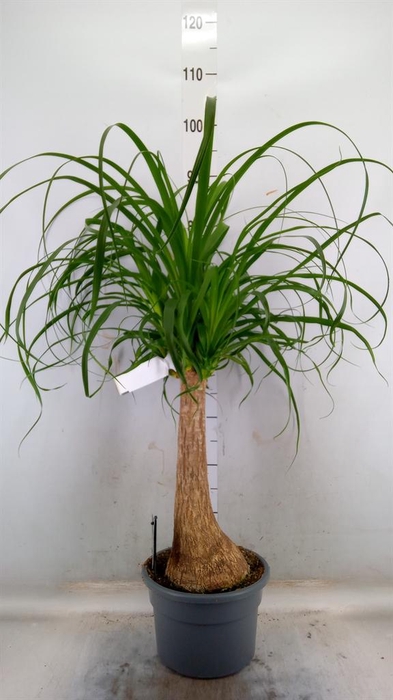 <h4>Beaucarnea recurvata</h4>