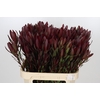 Leucadendron Saf Sunset Dark R.Spray
