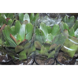 BROMELIA IMPERIAL P27 VERDE/VERMELHO