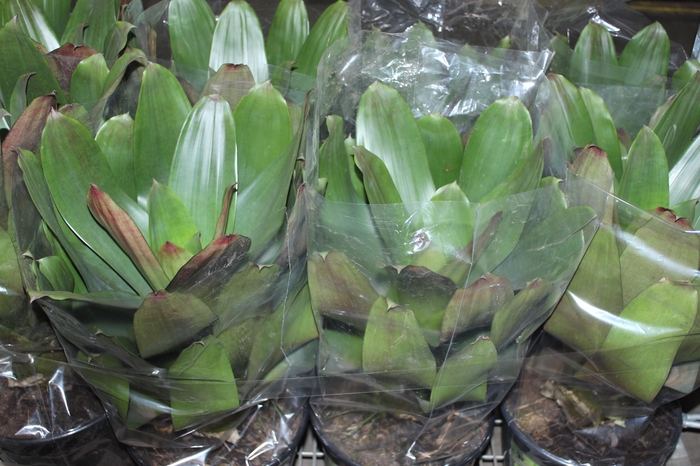 BROMELIA IMPERIAL P27 VERDE/VERMELHO