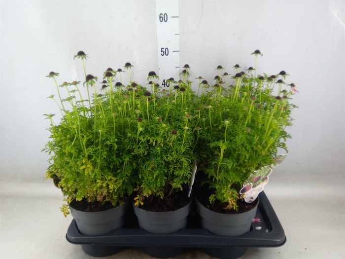<h4>Scabiosa columb.</h4>