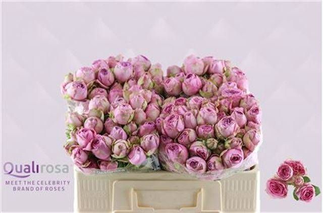 <h4>R TR LAVENDER LACE</h4>