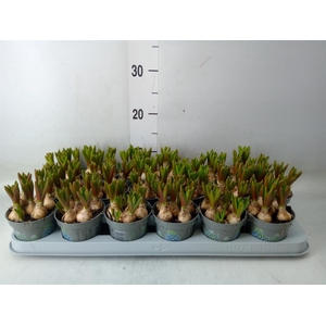 Muscari  'Mountain Lady'