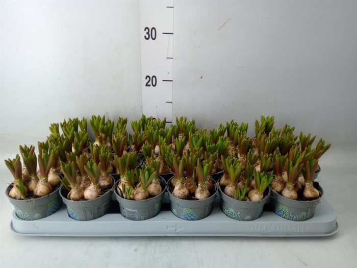 <h4>Muscari  'Mountain Lady'</h4>