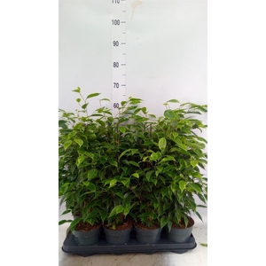 Ficus benja. 'Anastasia'