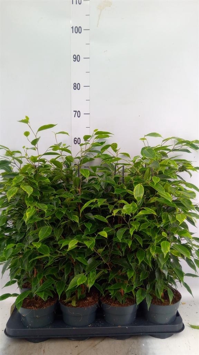 <h4>Ficus benja. 'Anastasia'</h4>