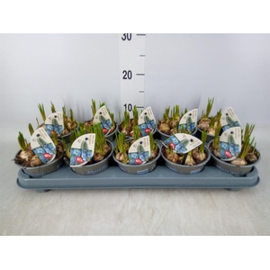 Muscari  'Early Bird'