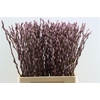 Salix Wilgenkatjes D. Lila 70cm P Stem