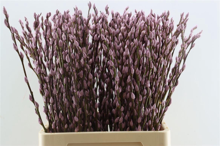 Salix Wilgenkatjes D. Lila 70cm P Stem