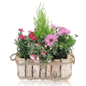 Arrangementen Narcissus 6%