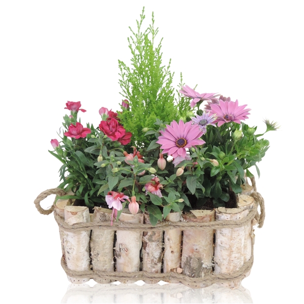 <h4>Arrangementen Narcissus 6%</h4>