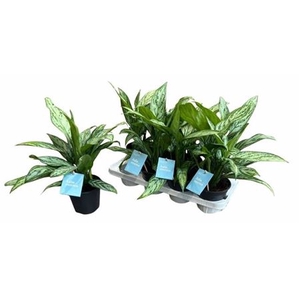 Aglaonema Silver Queen