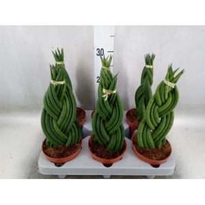 Sansevieria cyl.  ...