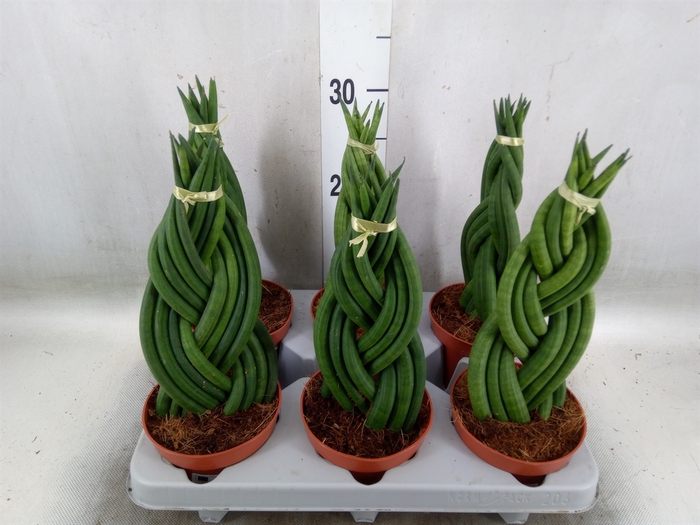 <h4>Sansevieria cyl.  ...</h4>